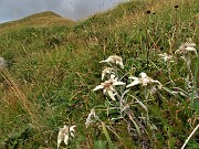 48 Leontopodium alpinum (Stelle alpine) su Cima Foppazzi poco prima della vetta